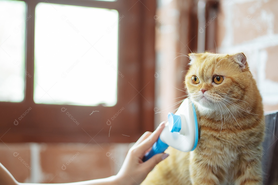 Cabelo de gato penteado à mão, cuidado com o conceito de animal de estimação fofo.