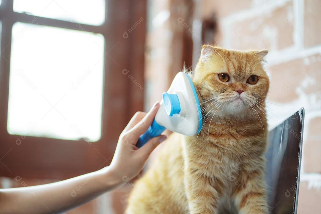 Cabelo de gato penteado à mão, cuidado com o conceito de animal de estimação fofo.