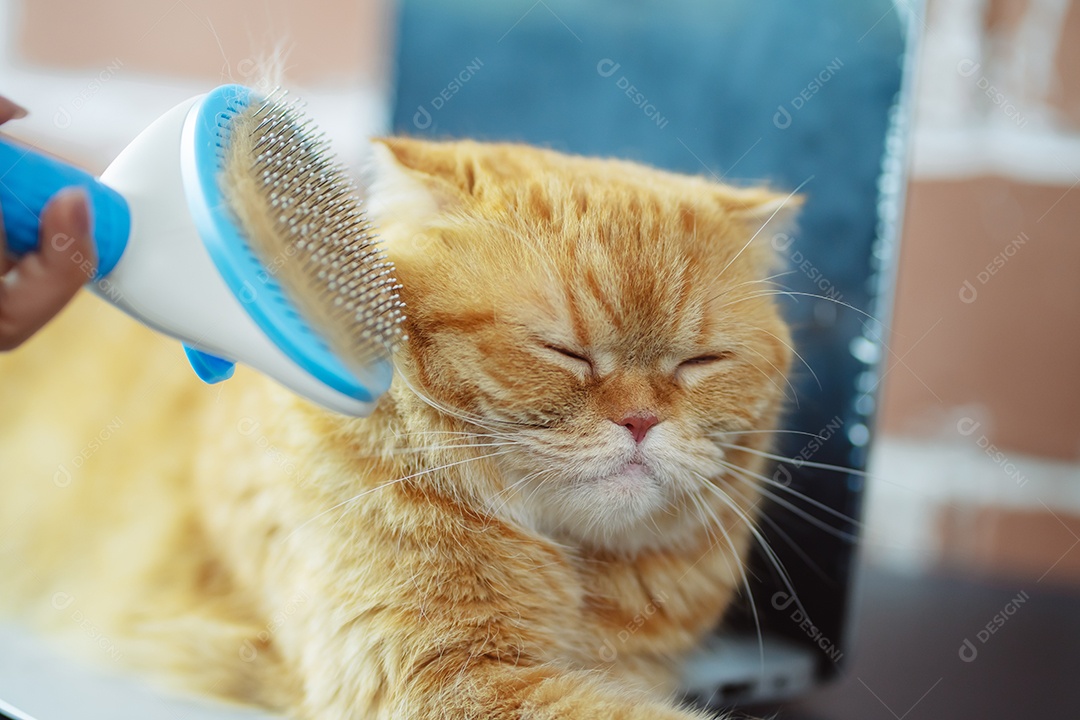 Cabelo de gato penteado à mão, cuidado com o conceito de animal de estimação fofo.