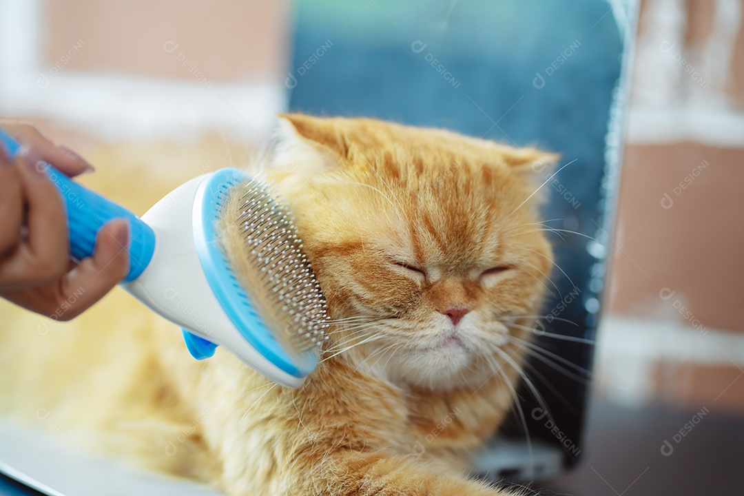 Cabelo de gato penteado à mão, cuidado com o conceito de animal de estimação fofo.