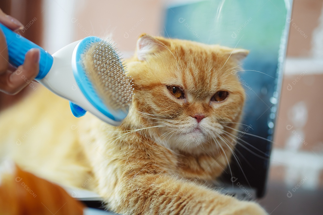 Cabelo de gato penteado à mão, cuidado com o conceito de animal de estimação fofo.