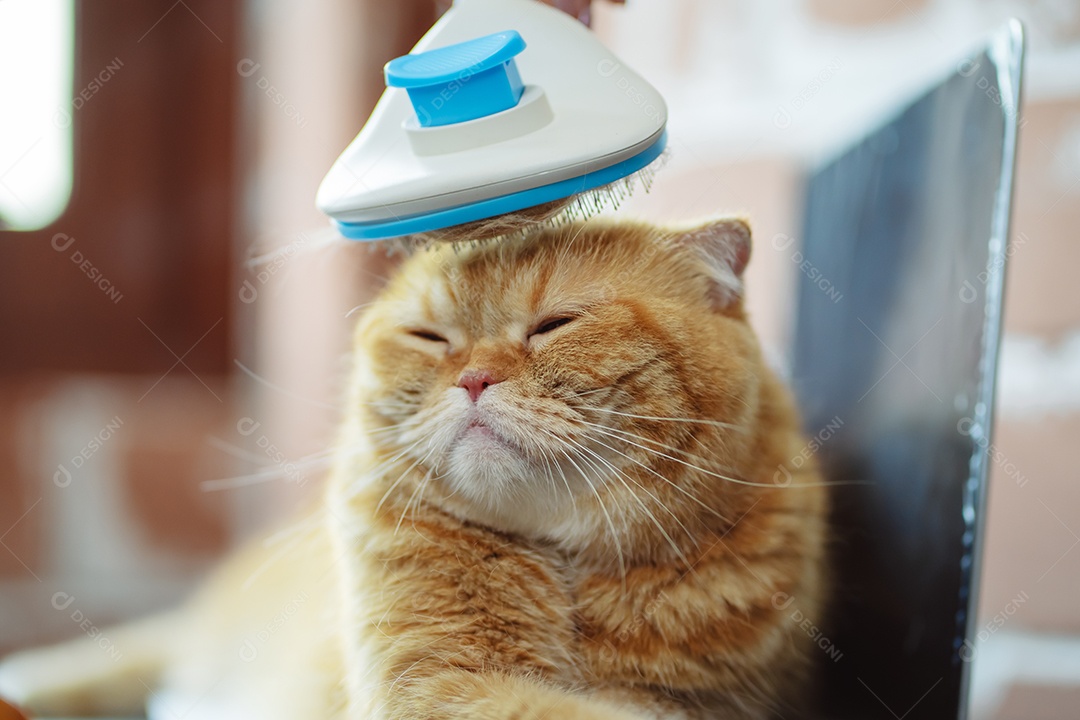 Cabelo de gato penteado à mão, cuidado com o conceito de animal de estimação fofo.