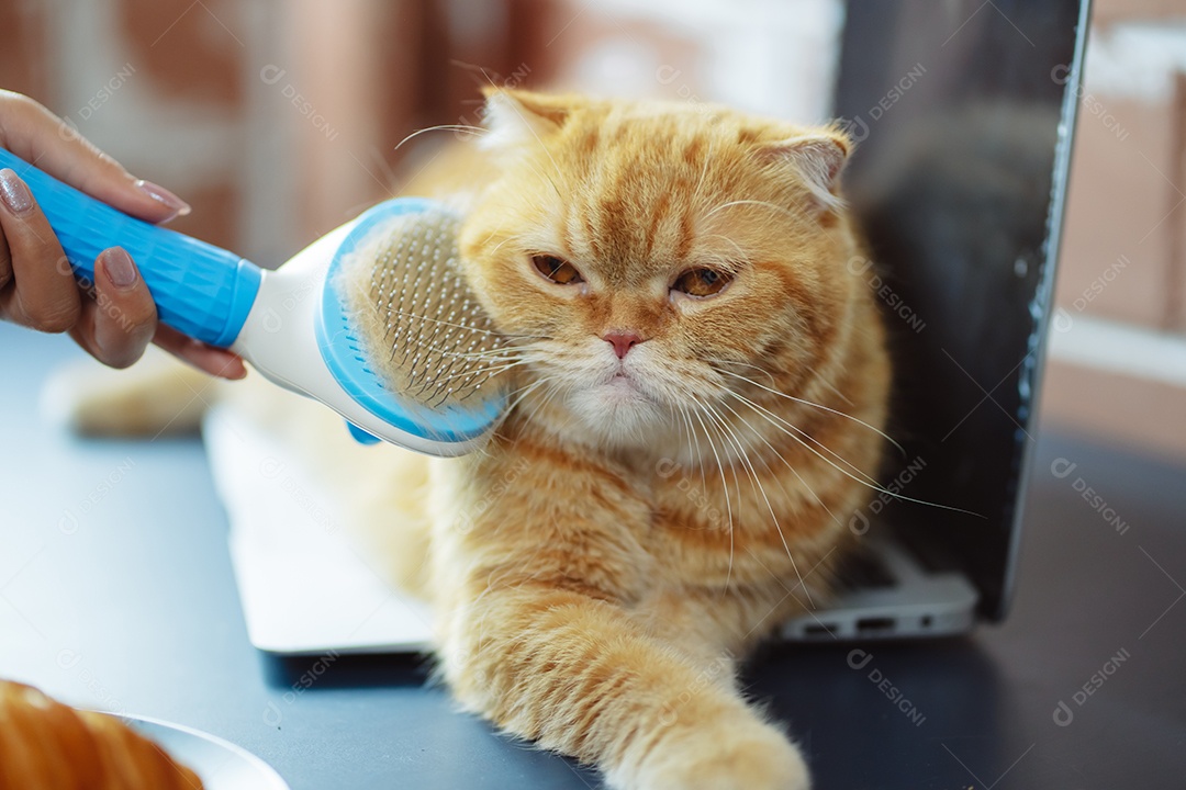 Cabelo de gato penteado à mão, cuidado com o conceito de animal de estimação fofo.