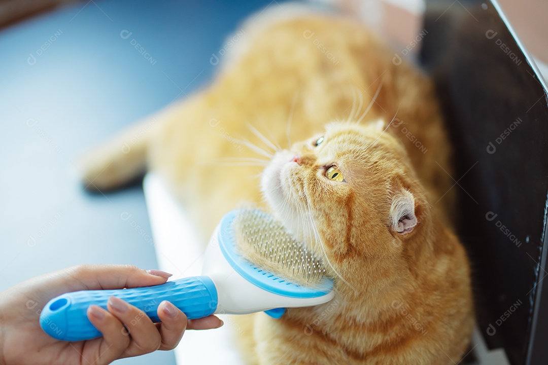 Cabelo de gato penteado à mão, cuidado com o conceito de animal de estimação fofo.
