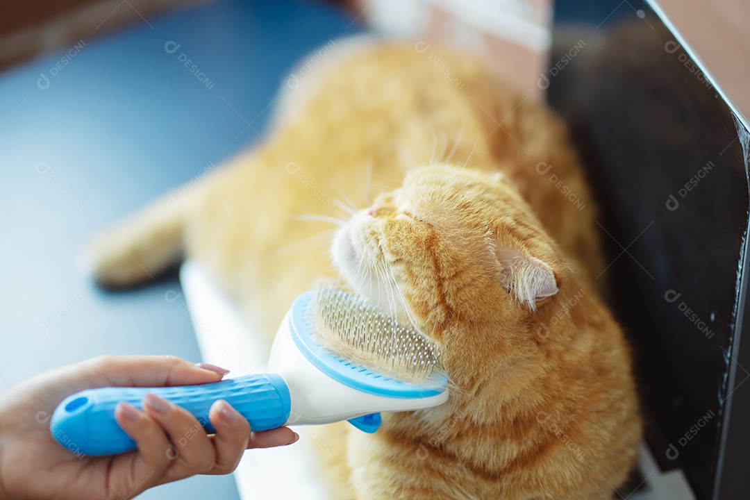 Cabelo de gato penteado à mão, cuidado com o conceito de animal de estimação fofo.