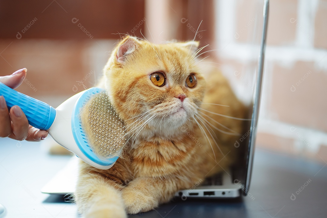 Cabelo de gato penteado à mão, cuidado com o conceito de animal de estimação fofo.
