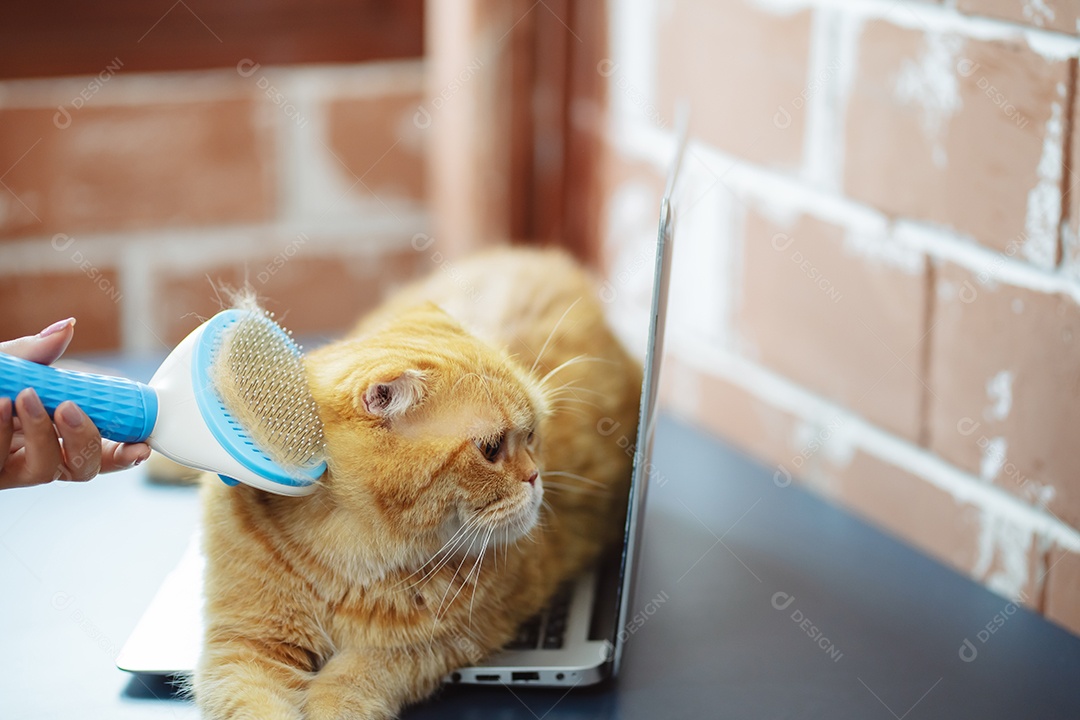 Cabelo de gato penteado à mão, cuidado com o conceito de animal de estimação fofo.