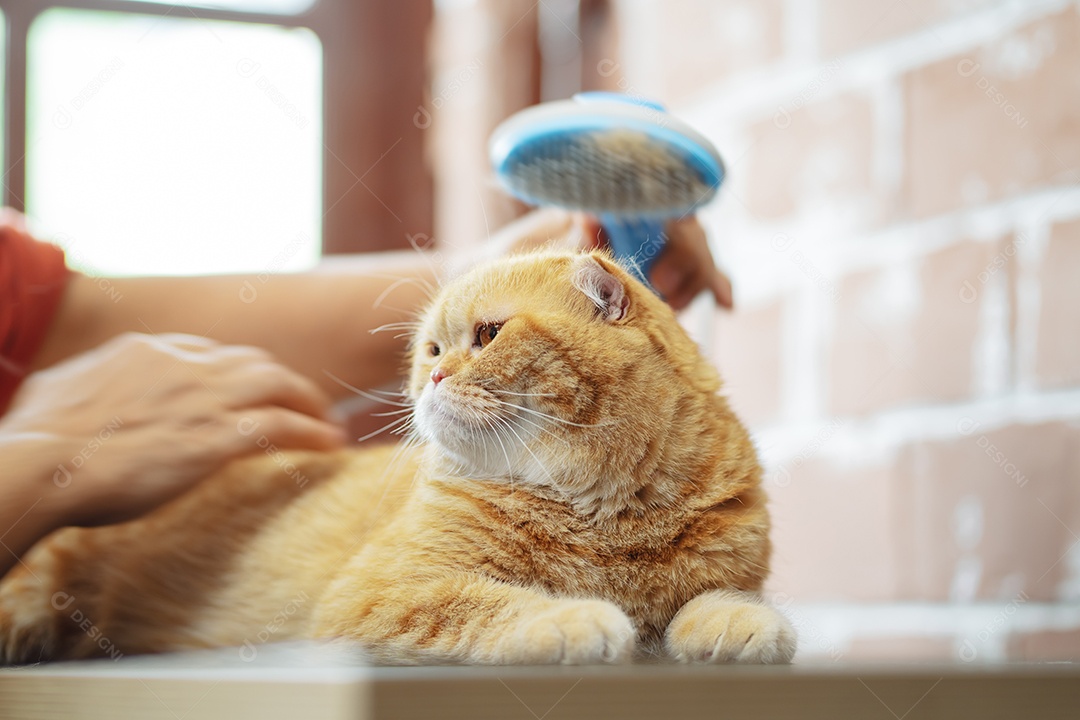 Cabelo de gato penteado à mão, cuidado com o conceito de animal de estimação fofo.