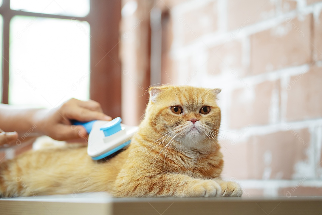 Cabelo de gato penteado à mão, cuidado com o conceito de animal de estimação fofo.