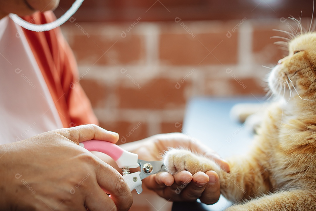 Mulher madura sênior asiática feliz brincando com gato bonito.