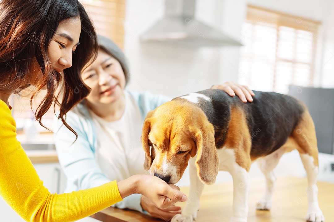 Mulher asiática sênior e filha desfrutando de seu animal de estimação em casa