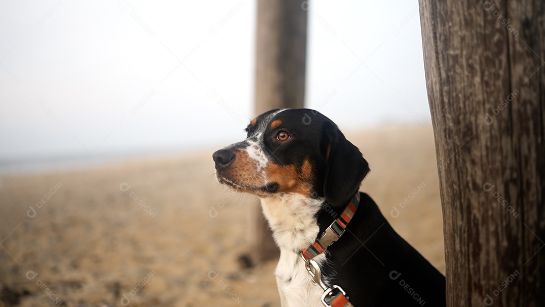 Lindo cachorro parado olhando a praia