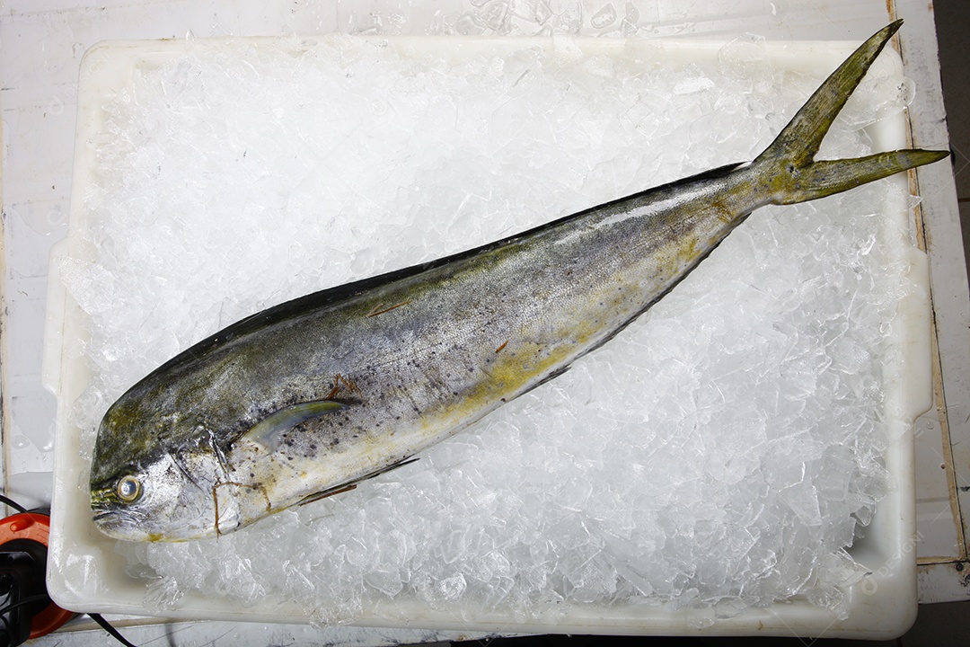 Peixe fresco marítimo no gelo