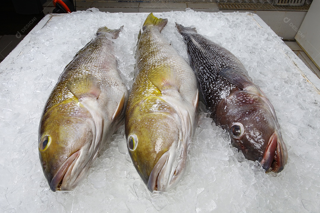 Peixes frescos no gelo