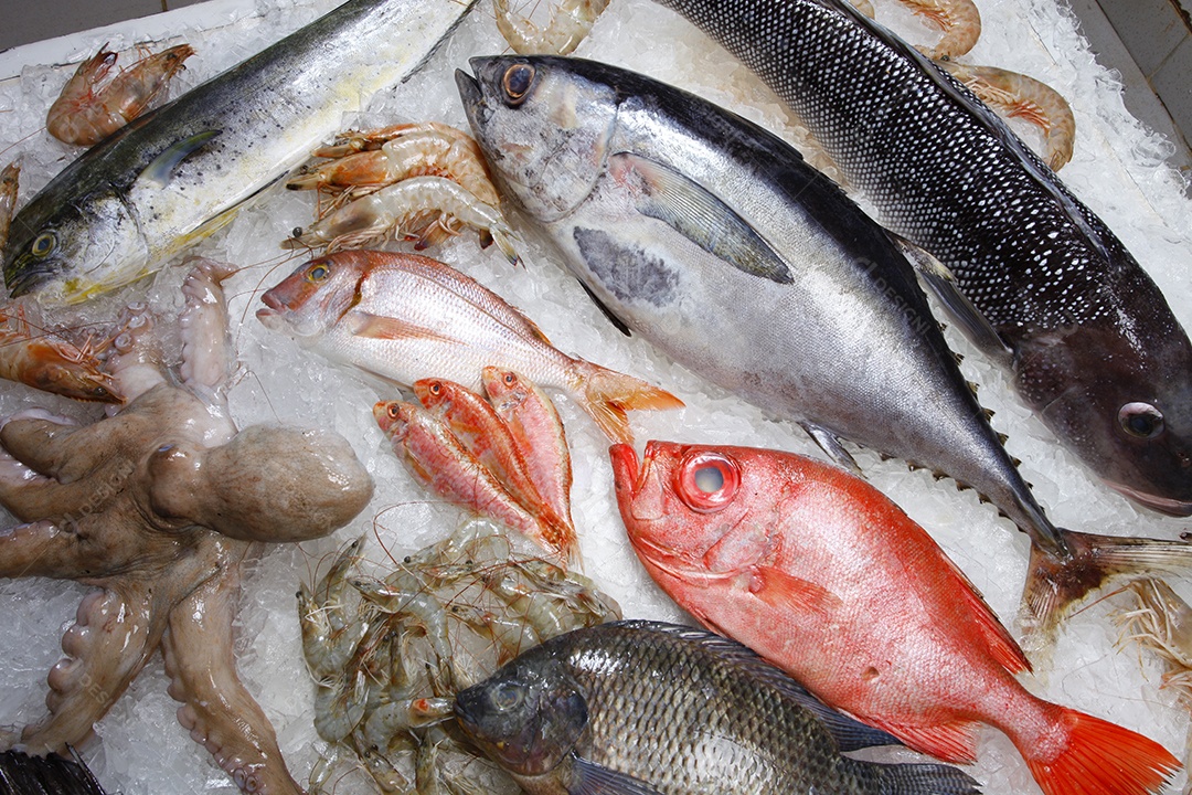 Peixes e frutos do mar fresco