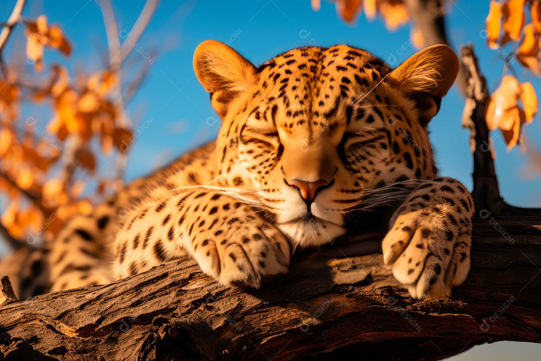 Leopardo preguiçoso descansando na árvore com um fundo desfocado na floresta