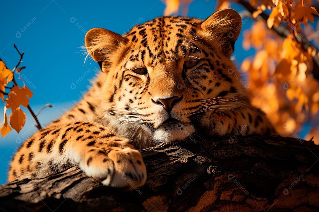 Leopardo preguiçoso descansando na árvore com um fundo desfocado na floresta