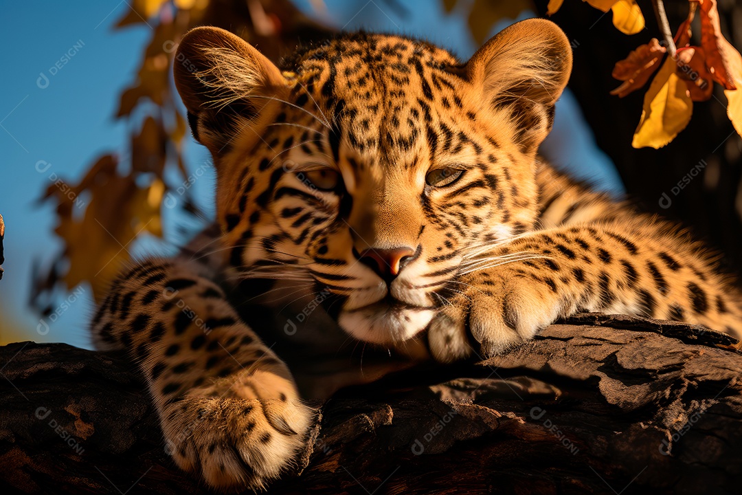 Leopardo preguiçoso descansando na árvore com um fundo desfocado na floresta