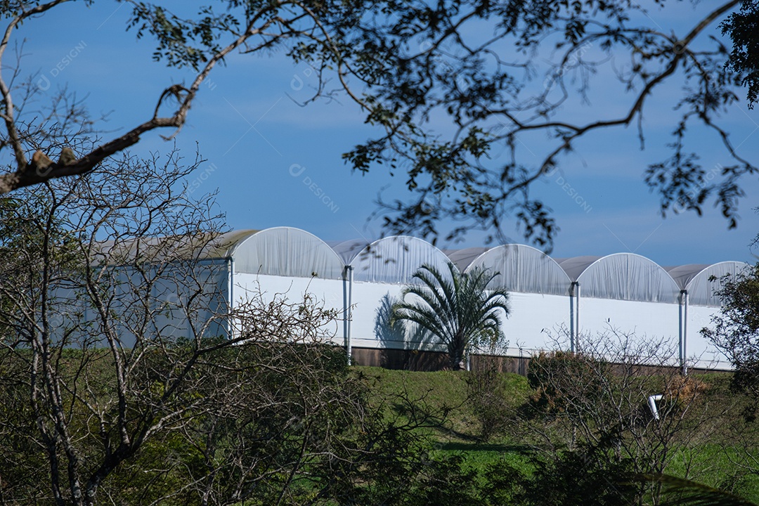 Floristas vistas através de moldura com galhos de árvores.