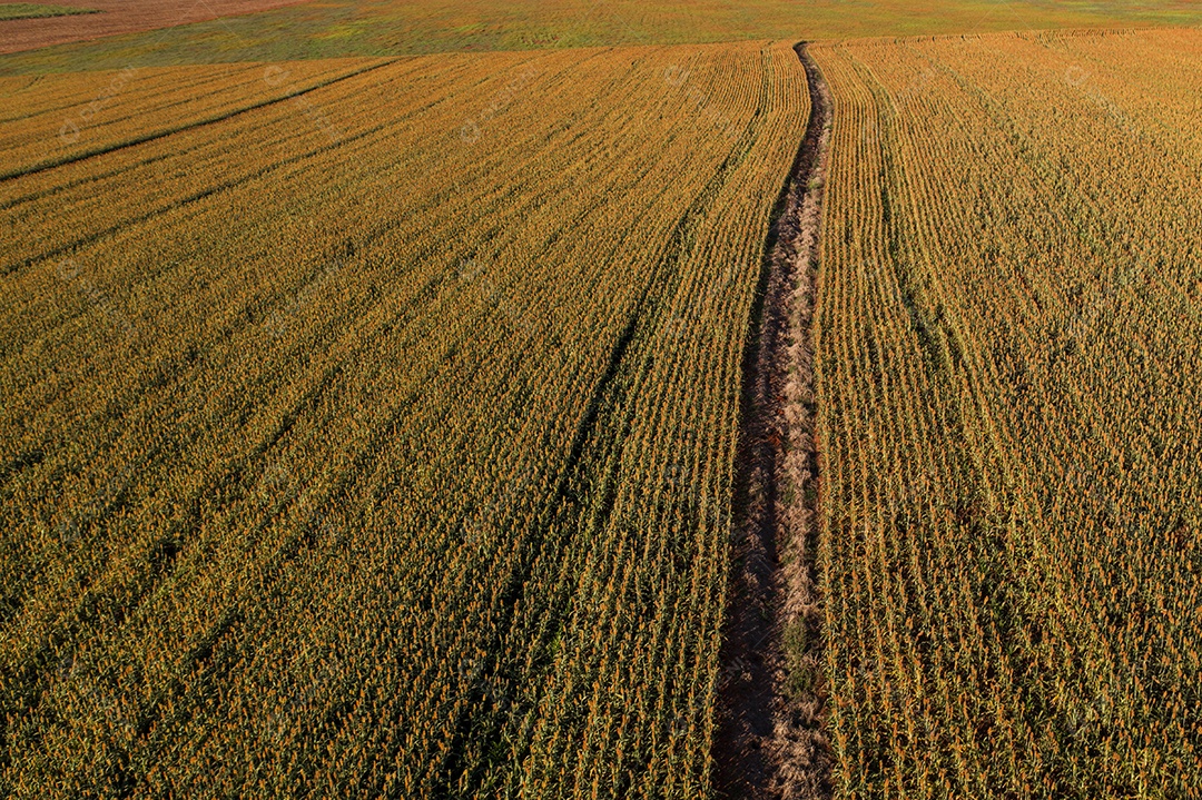 Plantação de sorgo vista de cima ao entardecer - vista de drone