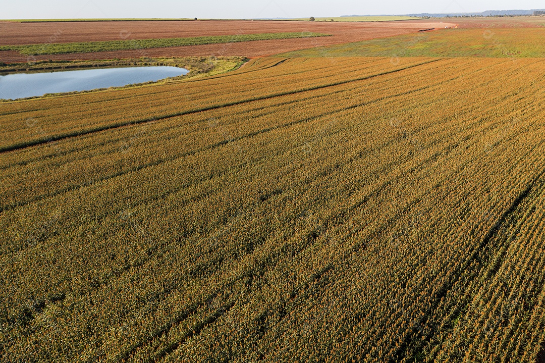 Plantação de sorgo vista de cima ao entardecer - vista de drone