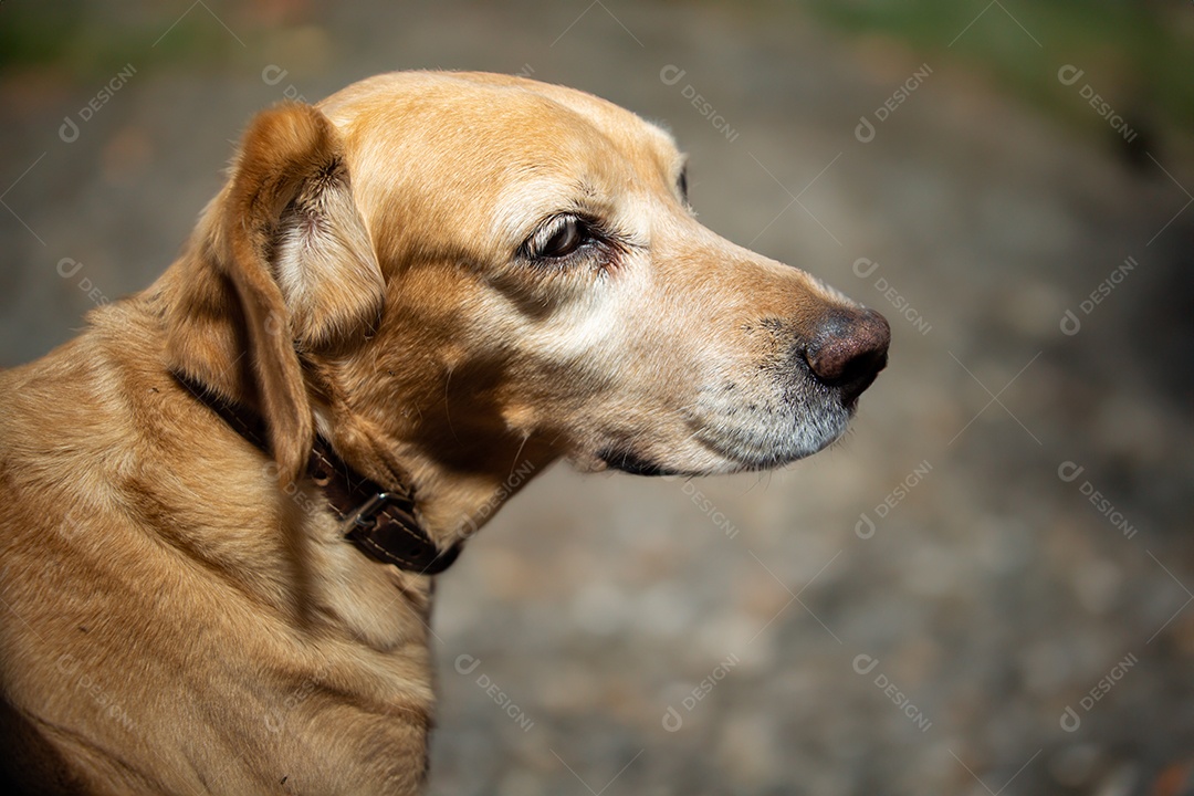 Retrato de um cachorro sem raça definida