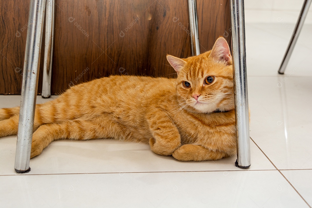 Gato ruivo descansando na sala de estar