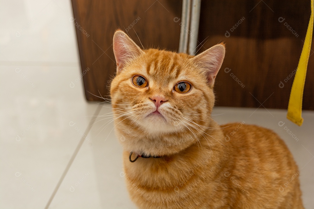 Gato ruivo descansando na sala de estar