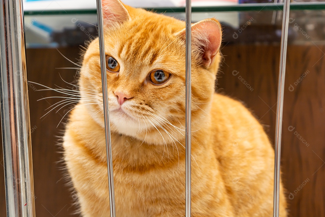 Gato ruivo descansando na sala de estar