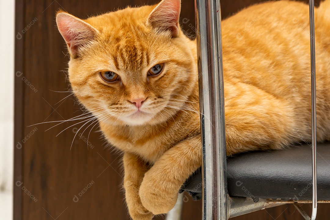 Gato ruivo descansando na sala de estar