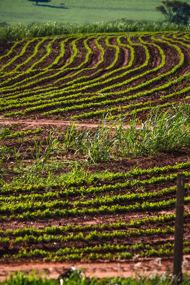 Linda plantação rural de fazenda de cana-de-açúcar com céu azul em um dia ensolarado