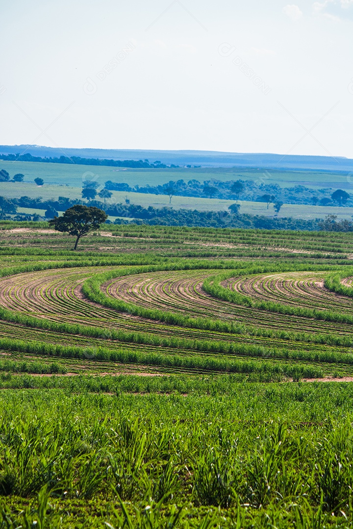 Linda plantação rural de fazenda de cana-de-açúcar com céu azul em um dia ensolarado