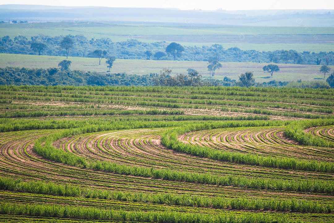 Linda plantação rural de fazenda de cana-de-açúcar com céu azul em um dia ensolarado