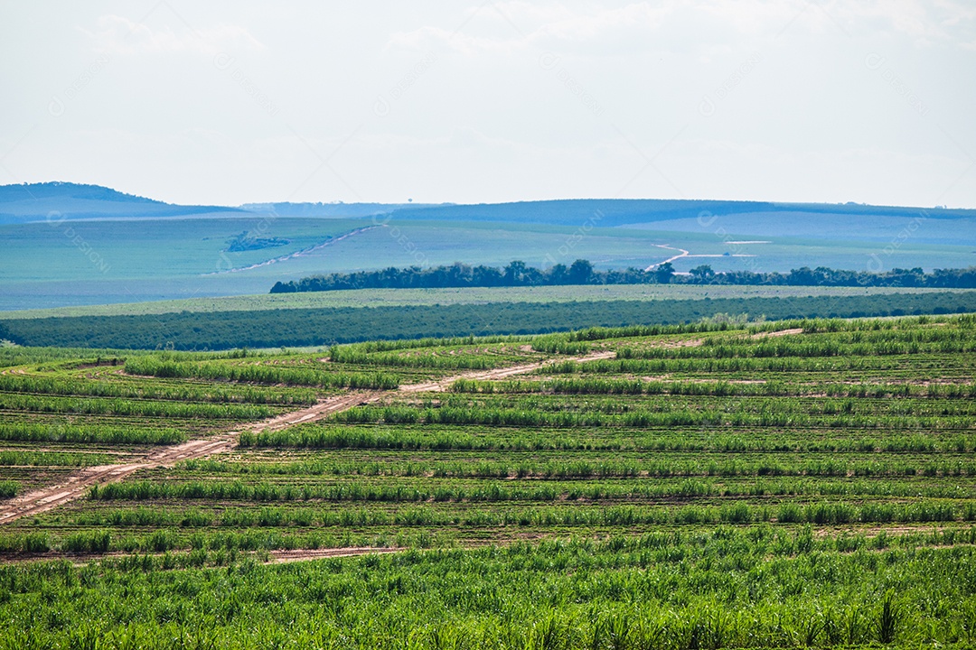 Linda plantação rural de fazenda de cana-de-açúcar com céu azul em um dia ensolarado