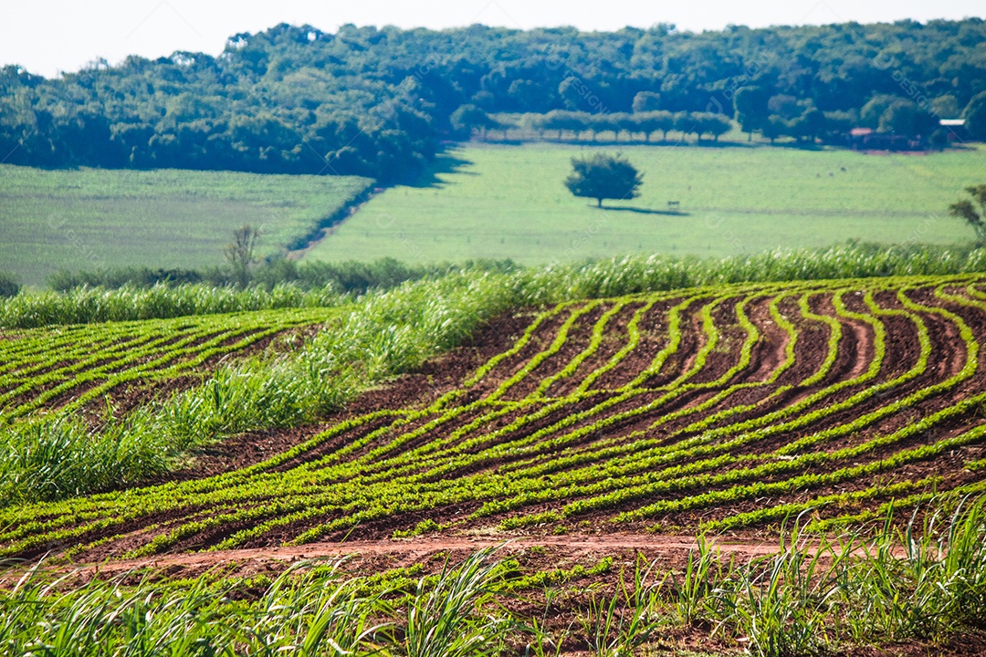 Linda plantação rural de fazenda de cana-de-açúcar com céu azul em um dia ensolarado