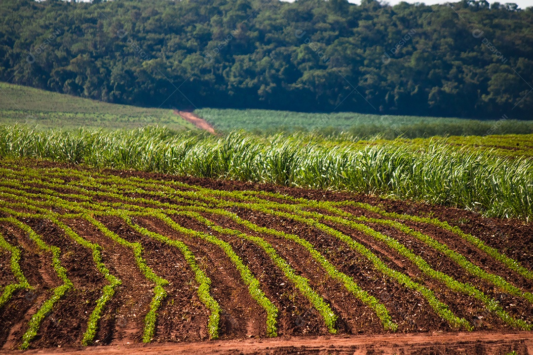 Linda plantação rural de fazenda de cana-de-açúcar com céu azul em um dia ensolarado