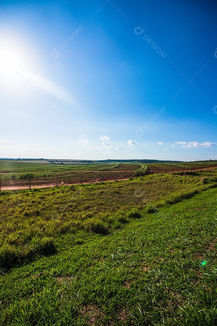 Linda plantação rural de fazenda de cana-de-açúcar com céu azul em um dia ensolarado