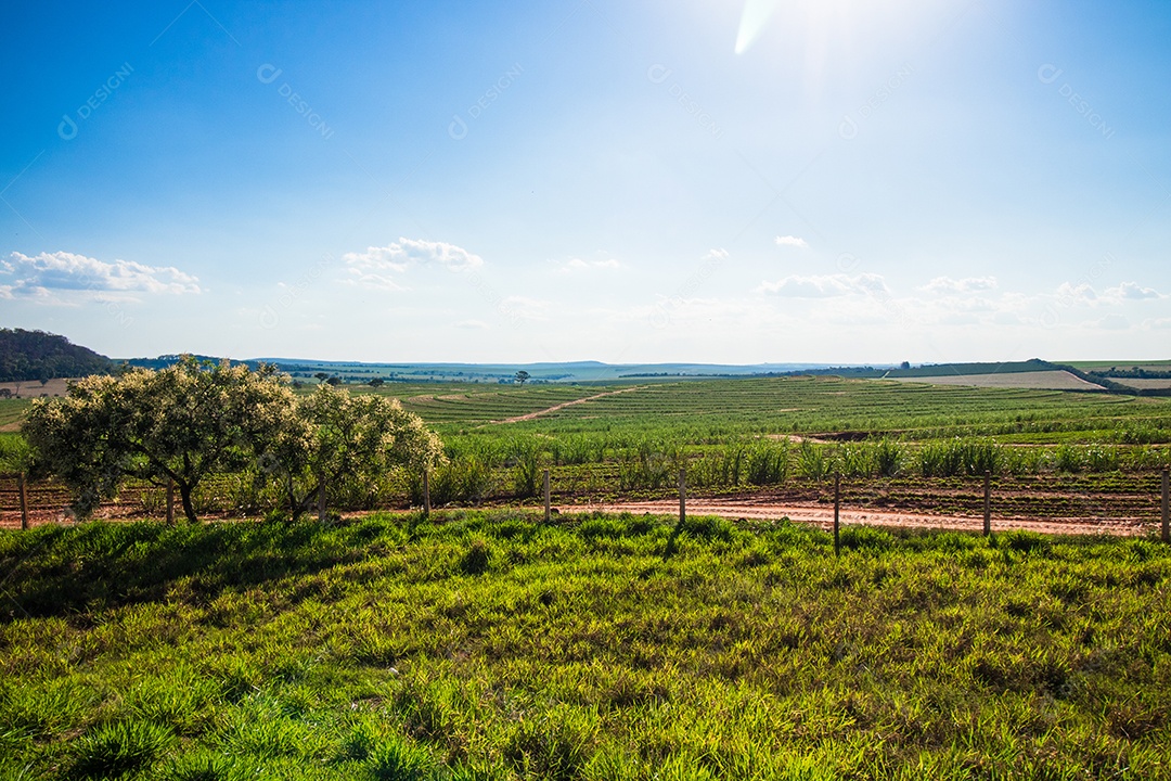 Linda plantação rural de fazenda de cana-de-açúcar com céu azul em um dia ensolarado