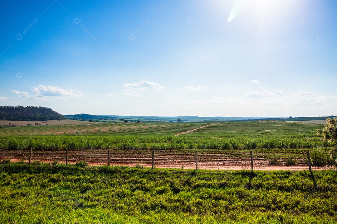 Linda plantação rural de fazenda de cana-de-açúcar com céu azul em um dia ensolarado