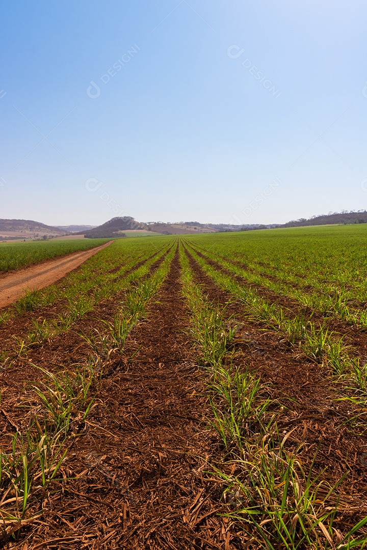 Cana-de-açúcar plantação pequena e jovem em uma fazenda com céu com nuvens.