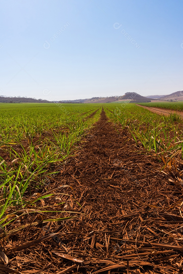 Cana-de-açúcar plantação pequena e jovem em uma fazenda com céu com nuvens.