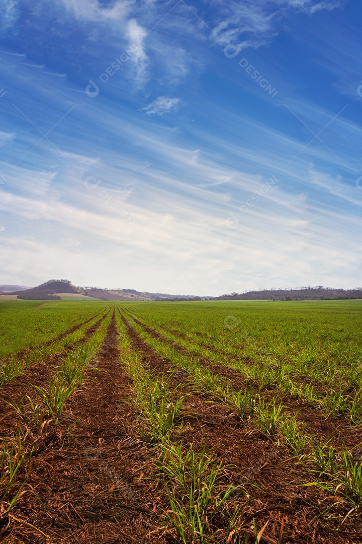 Cana-de-açúcar plantação pequena e jovem em uma fazenda com céu com nuvens.