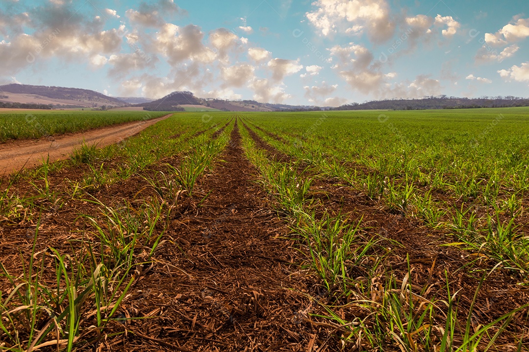 Pôr do sol sobre pequena plantação de cana-de-açúcar com céu nublado.