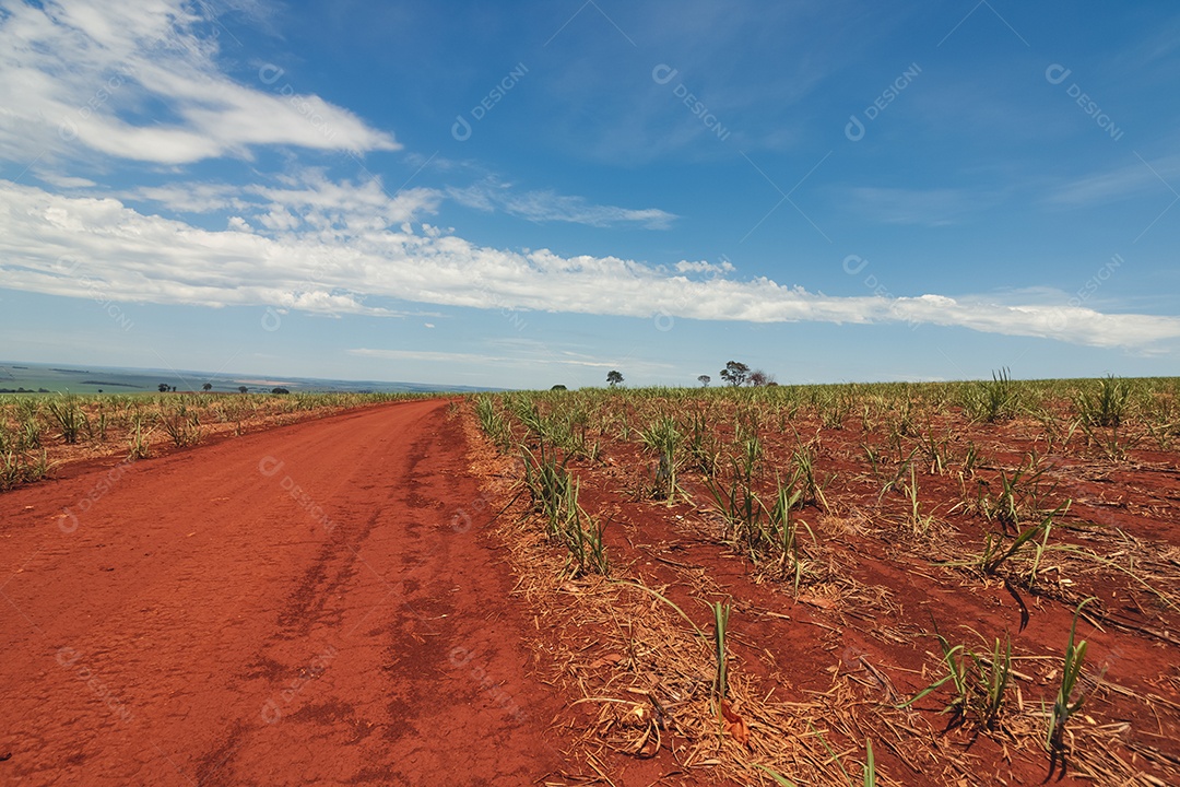 Linda plantação de cana-de-açúcar verde no céu azul nublado. Paisagem de campo cultivada em terras agrícolas no Brasil.