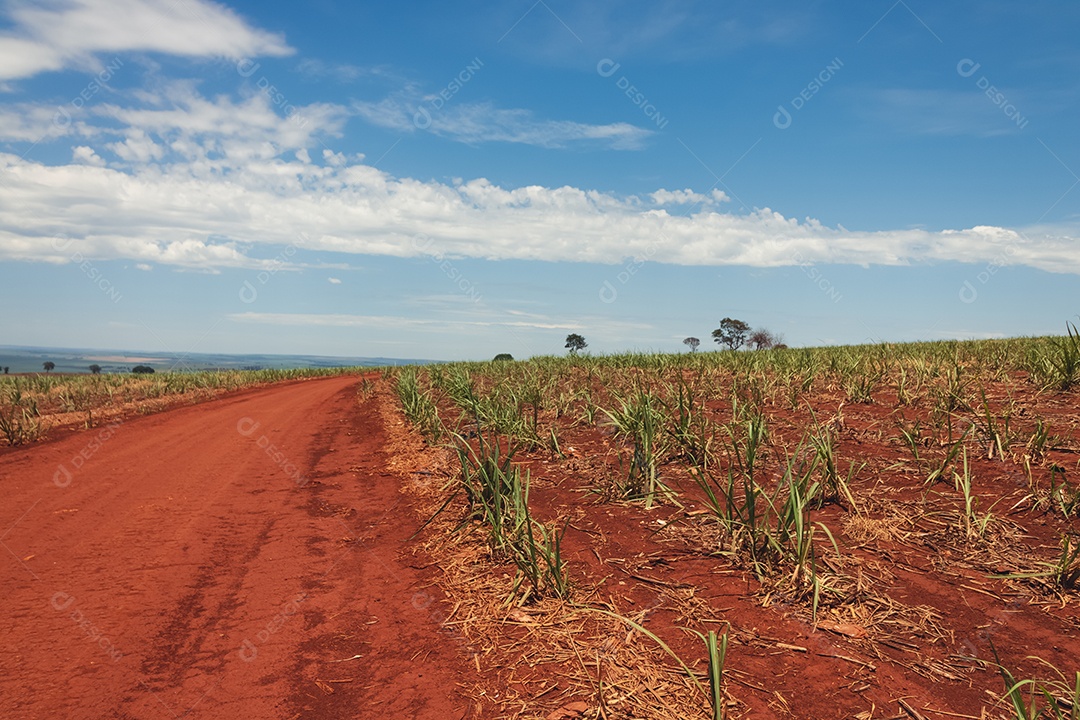 Linda plantação de cana-de-açúcar verde no céu azul nublado. Paisagem de campo cultivada em terras agrícolas no Brasil.