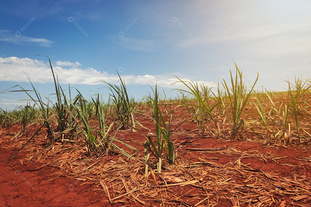 Linda plantação de cana-de-açúcar verde no céu azul nublado. Paisagem de campo cultivada em terras agrícolas no Brasil.