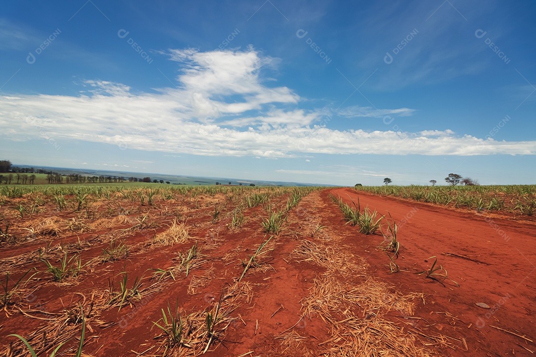 Linda plantação de cana-de-açúcar verde no céu azul nublado. Paisagem de campo cultivada em terras agrícolas no Brasil.