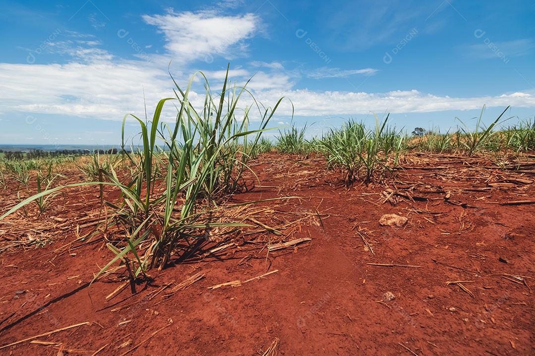 Paisagem de campo cultivada em terras agrícolas no Brasil.