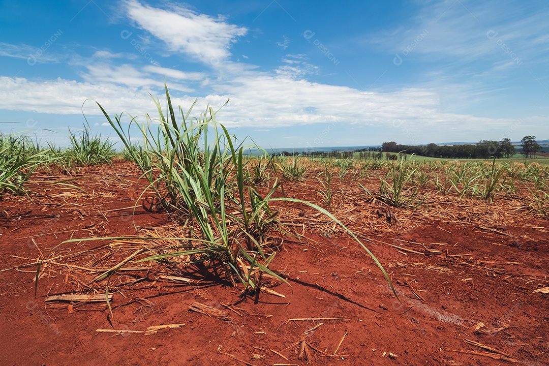 Linda plantação de cana-de-açúcar verde no céu azul nublado. Paisagem de campo cultivada em terras agrícolas no Brasil.