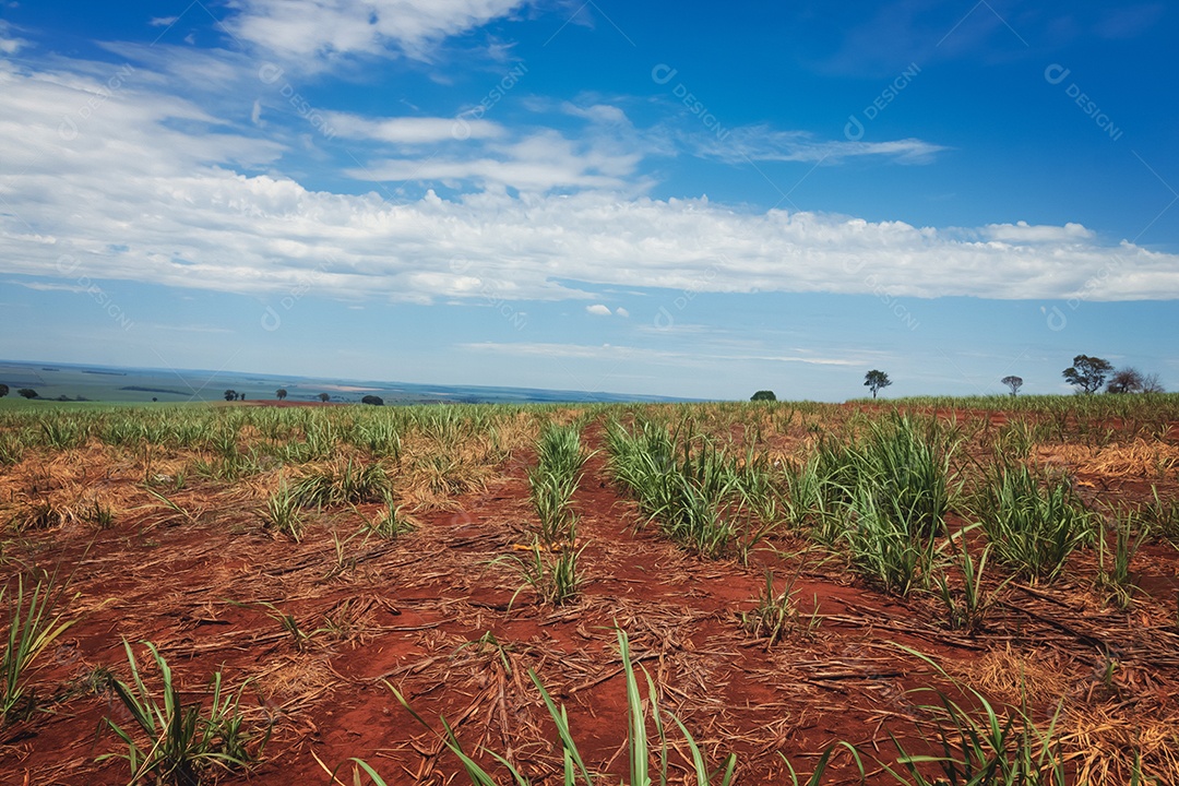 Linda plantação de cana-de-açúcar verde no céu azul nublado. Paisagem de campo cultivada em terras agrícolas no Brasil.